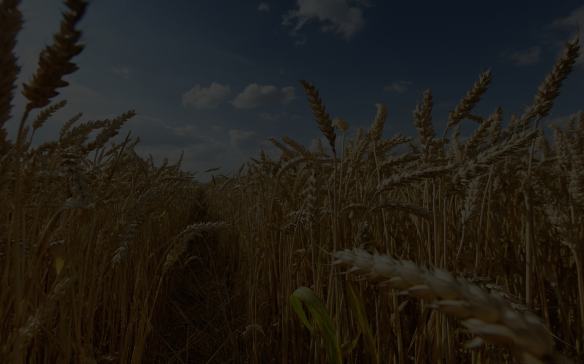 69922583-free-wheat-wallpapers-1.png